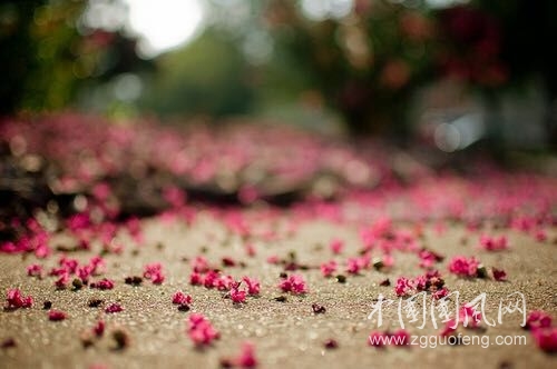 梦里花落知多少