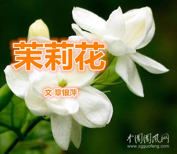 茉莉花（文 章银萍）