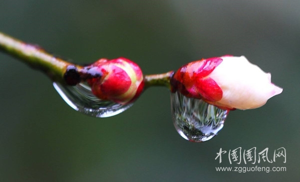  中秋雨来（文/青春鸟(新疆)   ）