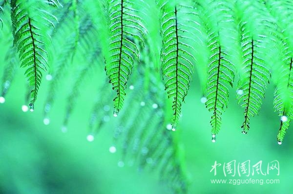 期待雨景.jpg