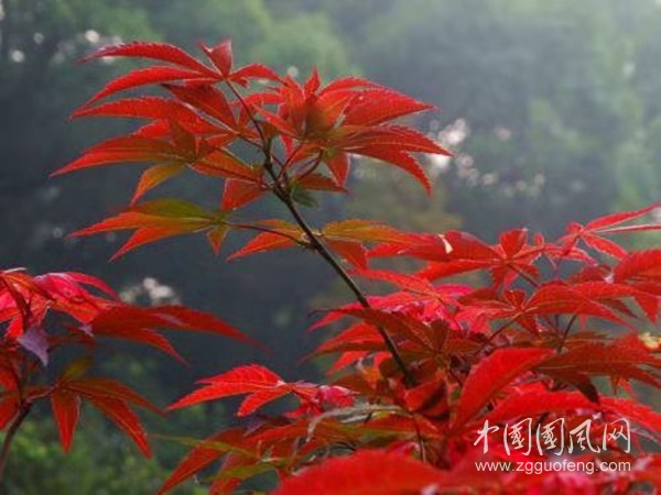 药名诗之三（文 张玲 冬莹）