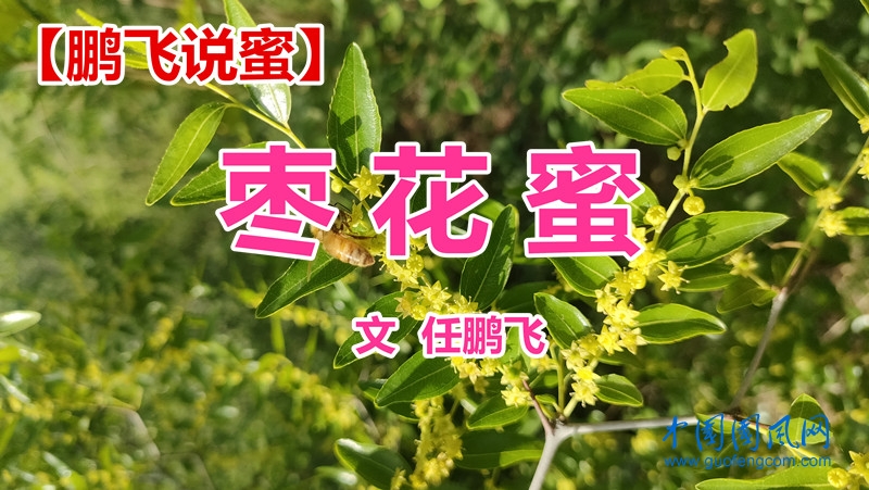 【鹏飞说蜜】枣花蜜