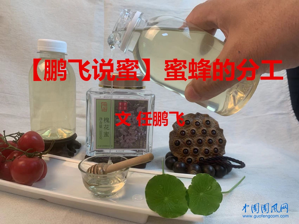 【鹏飞说蜜】蜜蜂的分工