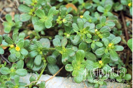 美容抗衰老的田间地头野菜