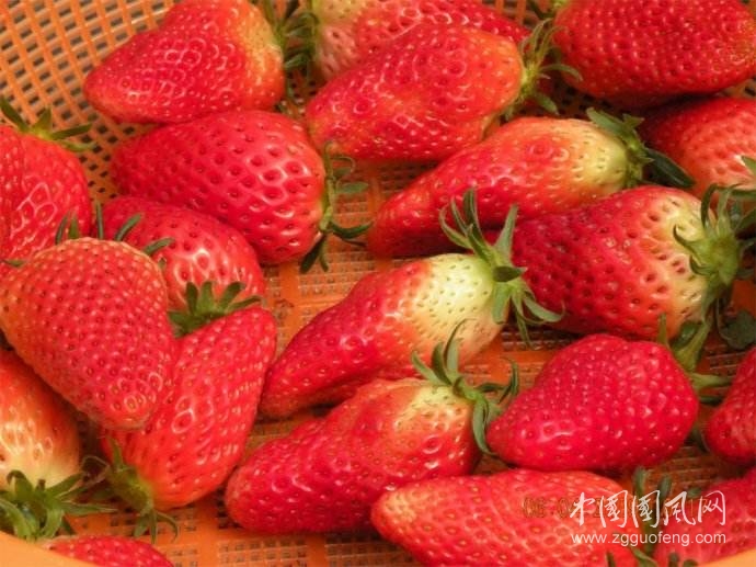 草莓大量上市，买草莓时越红越好吗