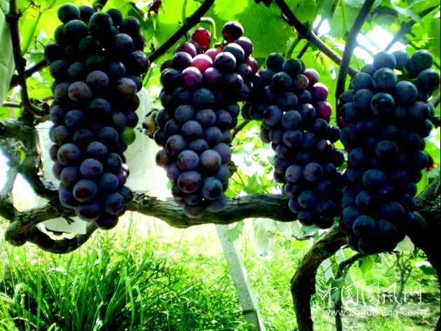山葡萄的营养价值
