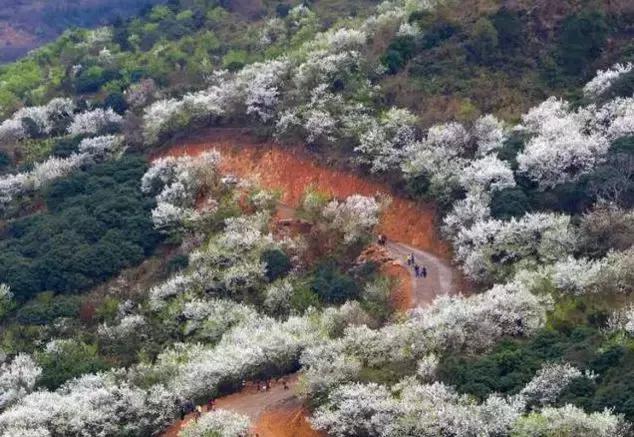 钦州这个地方梨树花开，漫山遍野白茫茫一片、如临如人间仙境！