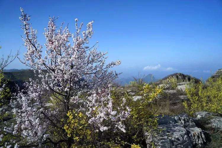 太行大峡谷桃花朵朵开，连翘花知春来