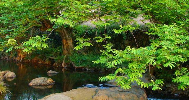 到这里看大自然鬼斧神工，野生娃娃鱼，穿山甲，云豹等