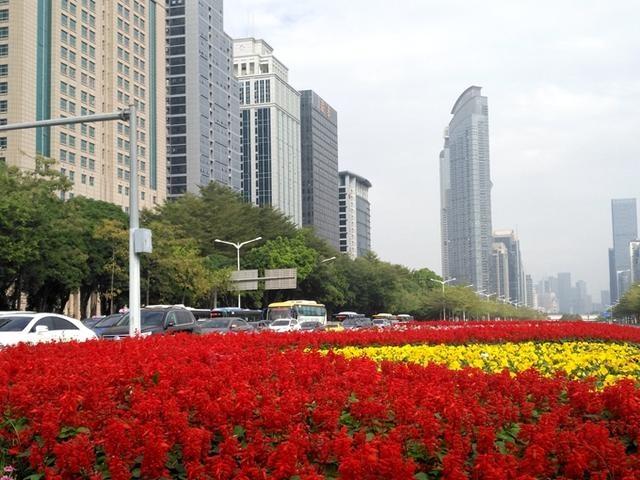 2月份正是深圳最美时节，满城花开，请叫深圳为''花城''！