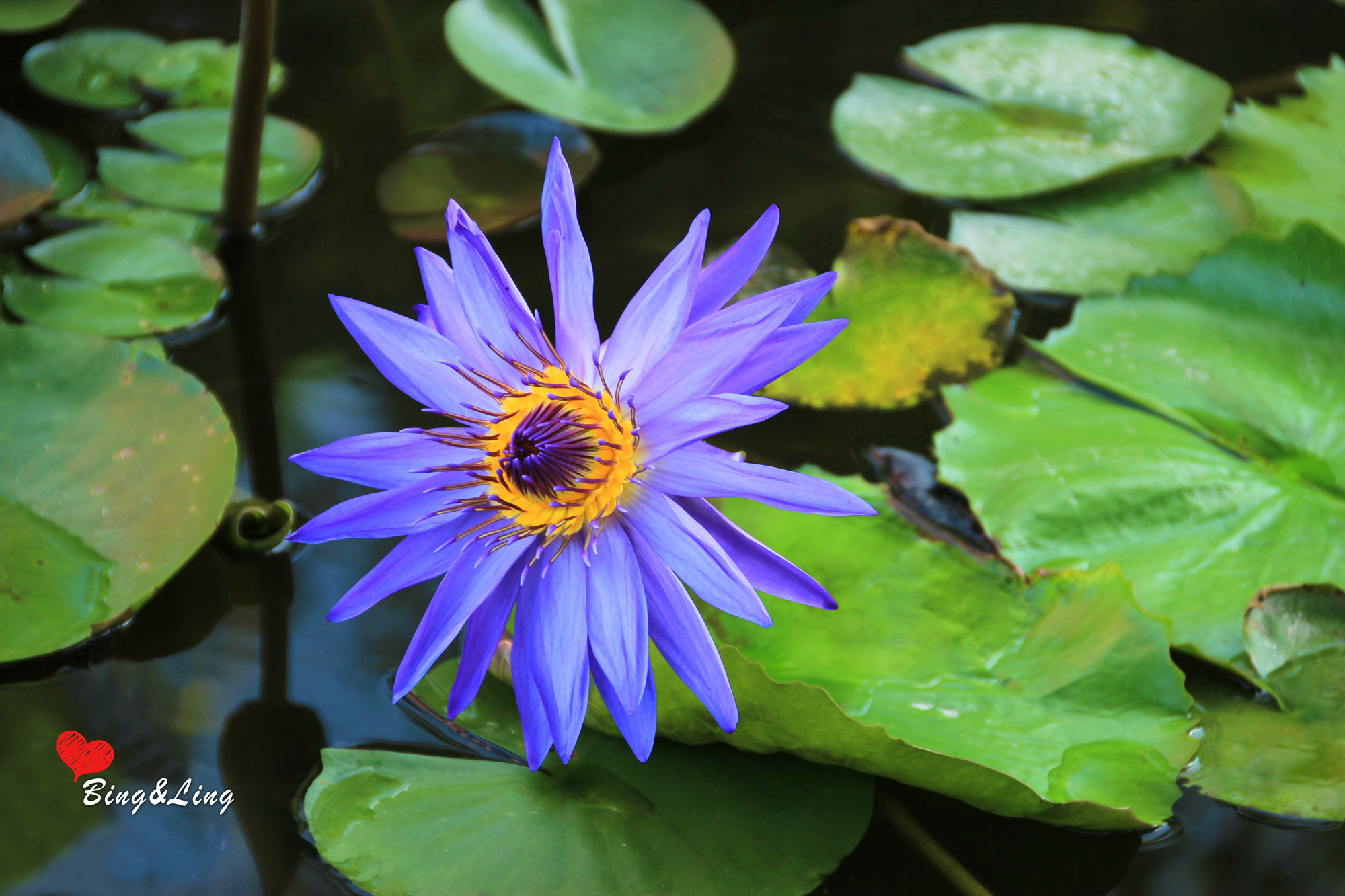 珠海在哪里赏花好，去珠海赏花有什么推荐，珠海赏花攻略