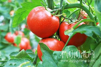 番茄越红越熟越防癌