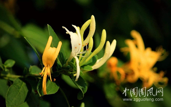 金银花.jpg