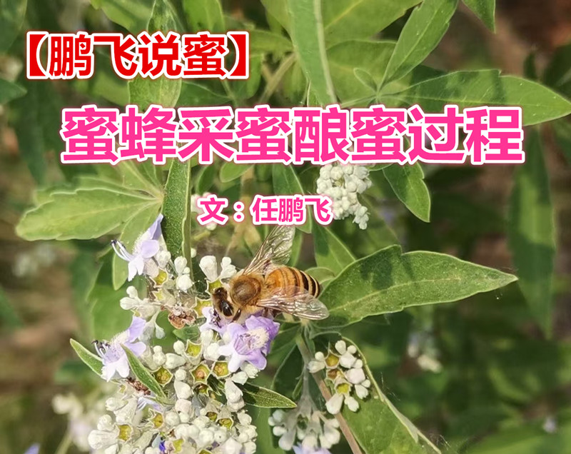  【鹏飞说蜜】蜜蜂采蜜酿蜜过程