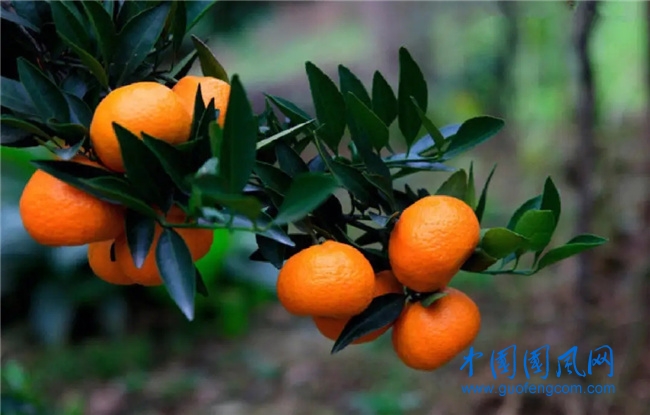 橘子.webp.jpg