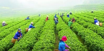 在中国这个茶文化的摇篮，福建为何享有茶乡的盛誉