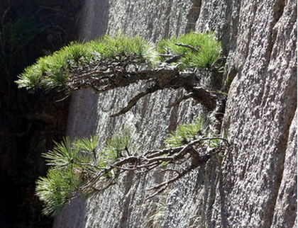 黄山绝壁松