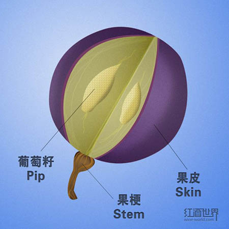 葡萄酒的味道是从哪里来的？