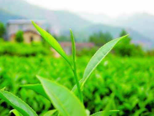 漳州白芽奇兰茶的文化特色