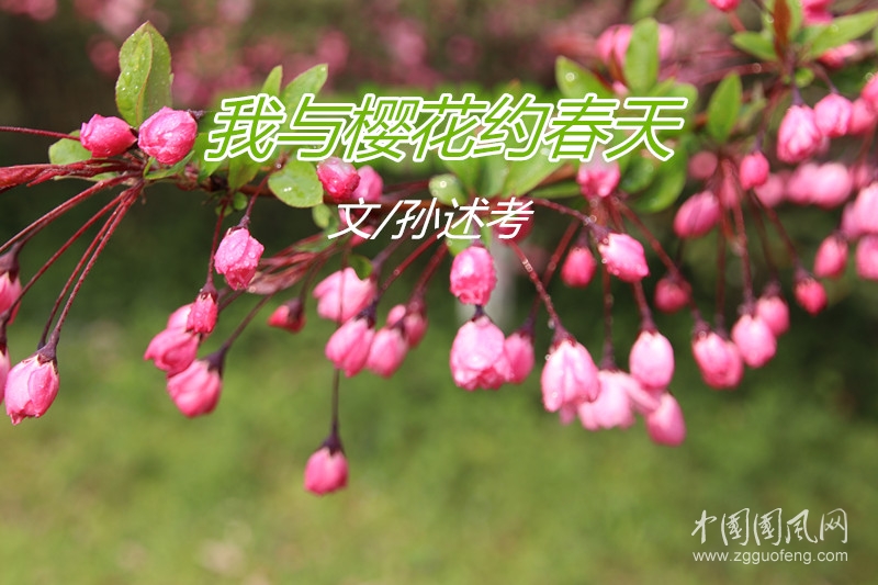  我与樱花约春天（文/孙述考）