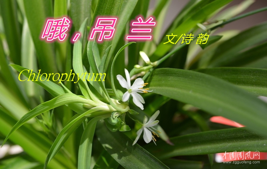 吊篮.jpg