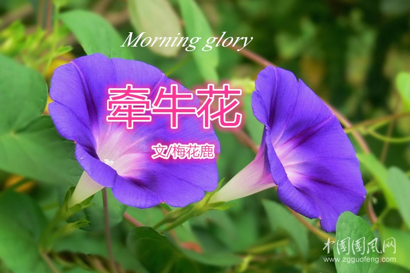 牵牛花（文/梅花鹿）