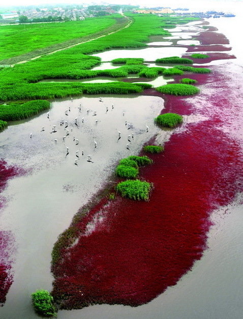 盘锦国际湿地摄影