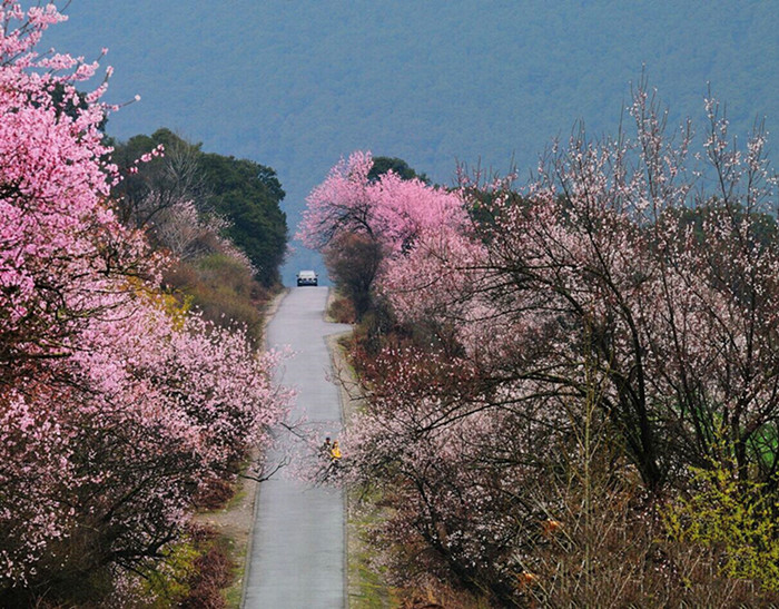 三月寻梦桃花源