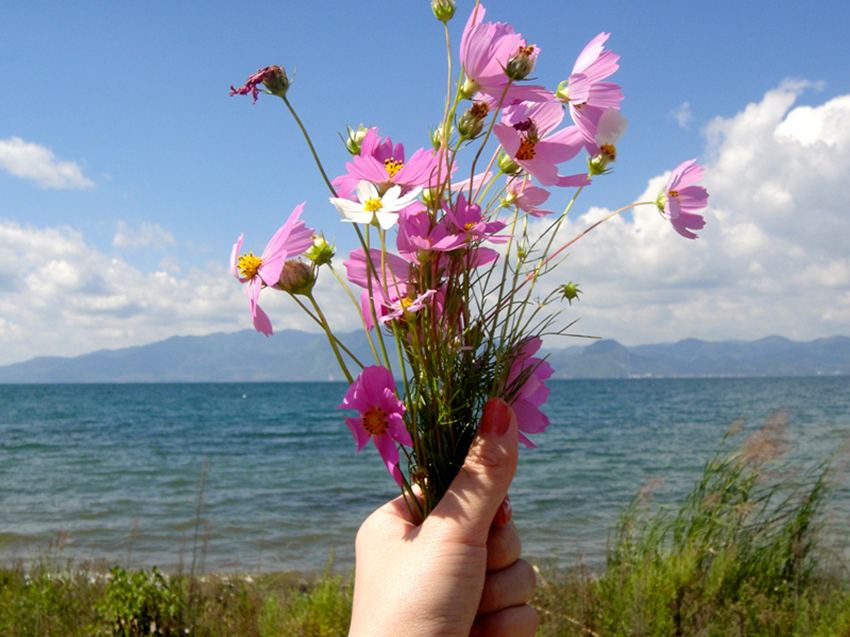 云南抚仙湖樱花谷