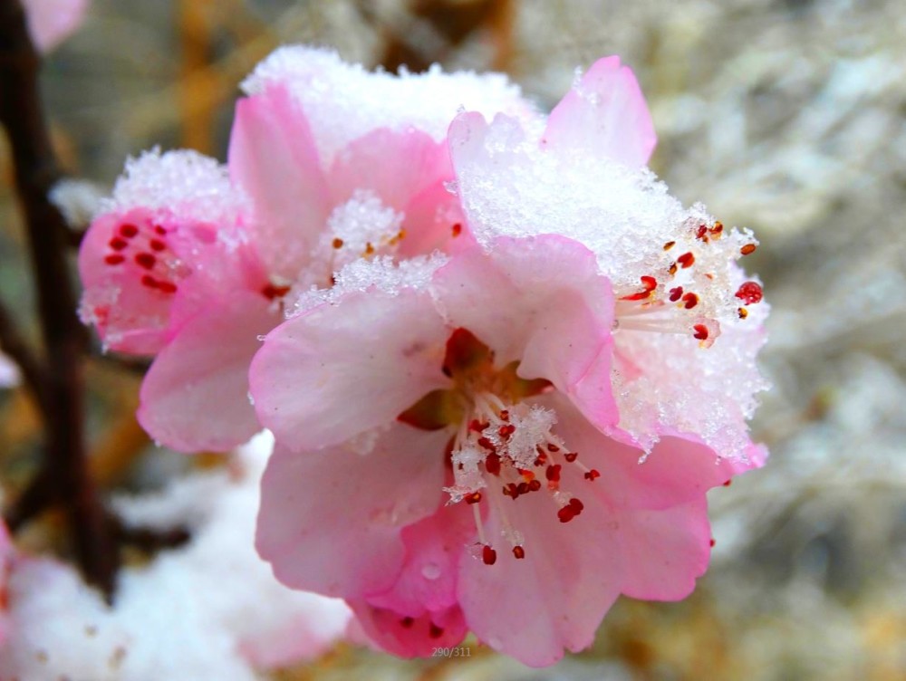 “桃花盛开的地方”里口山摄影大展