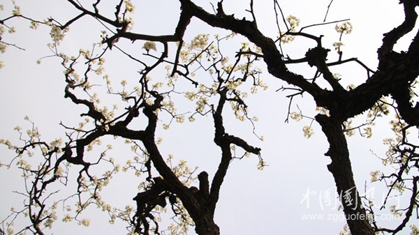 老梨依旧舒芳华.JPG