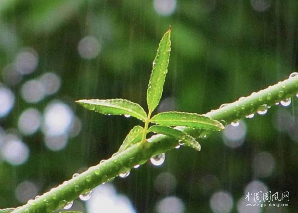 听 雨