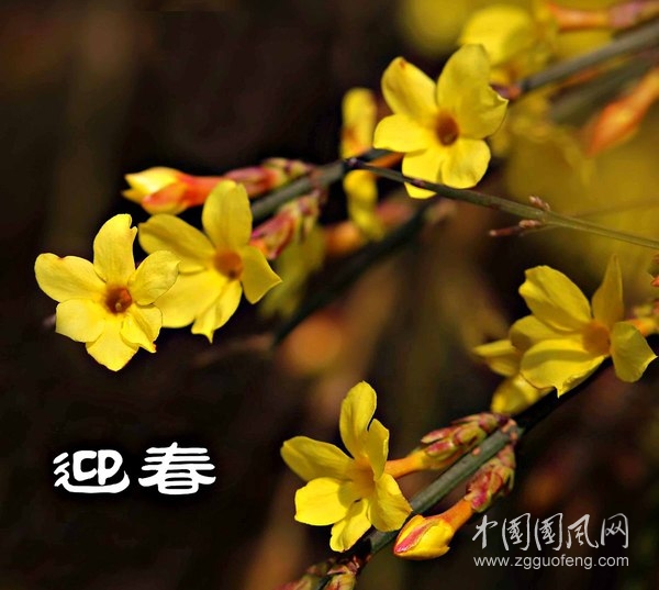 迎春花