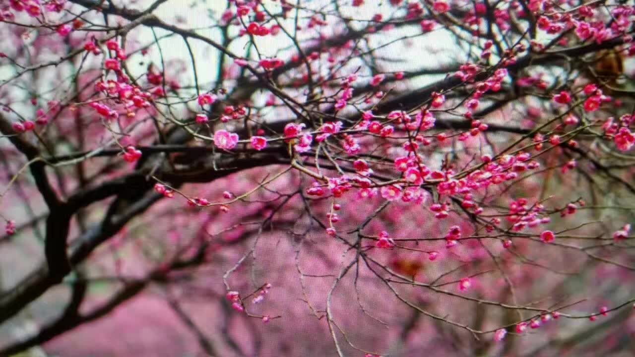 杏花公园赏花有感  文/吴忠芹