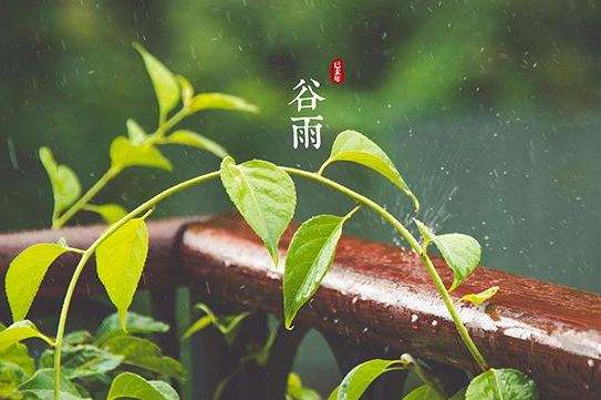  谷雨   （文/吴忠芹）