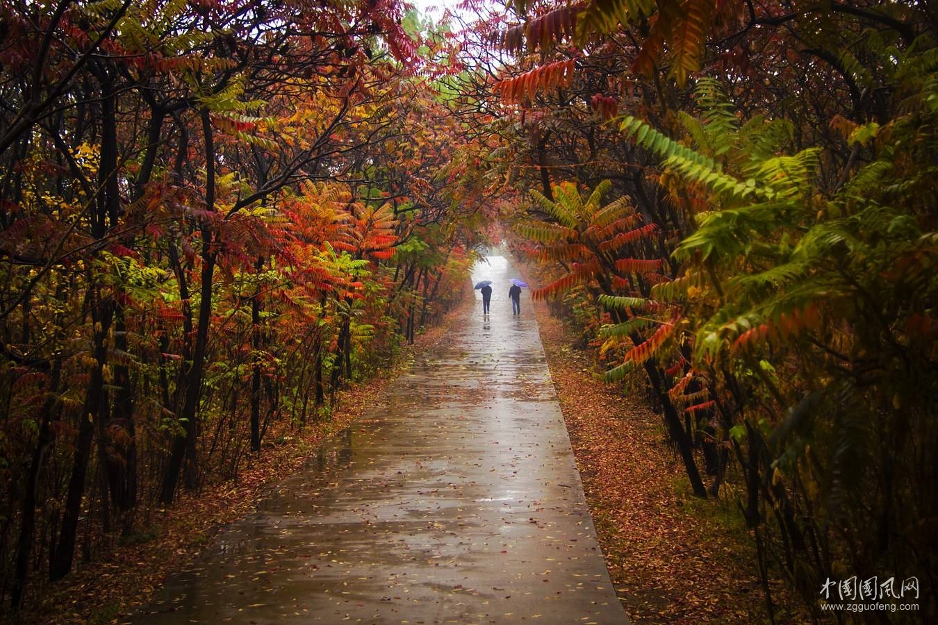 秋   雨     文/吴忠芹