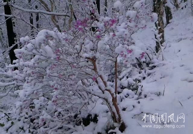 飘雪