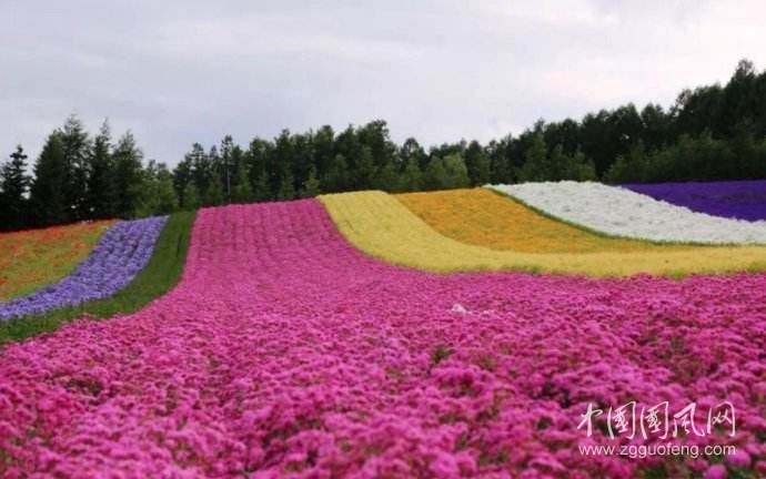 花都风情