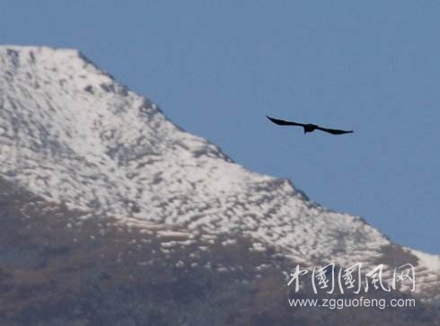 《雪山之鹰》