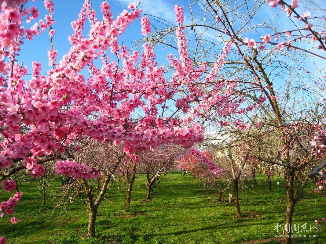 《三八花开》