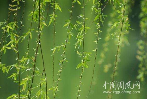 《春雨》