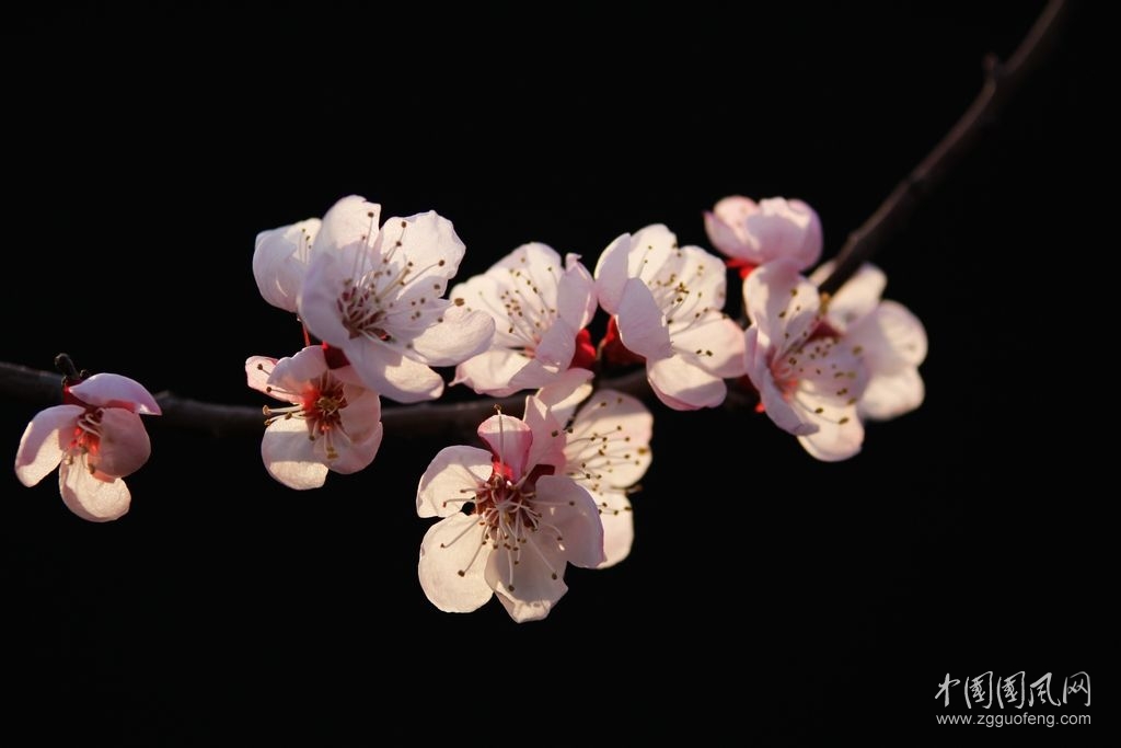    雨中杏花