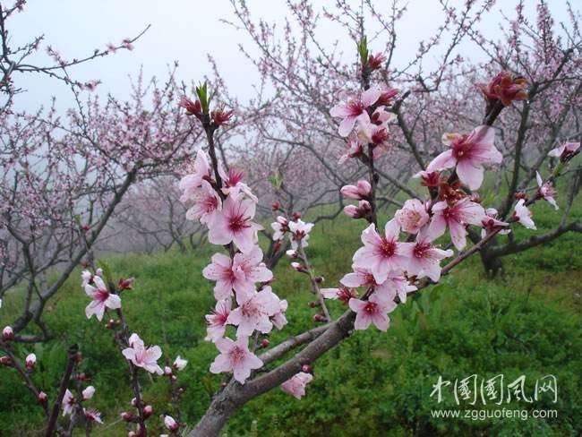 《路旁的桃花开了》