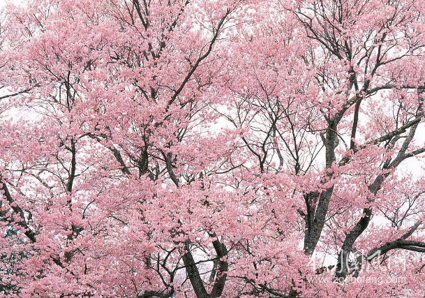 樱花（文/龚佳）