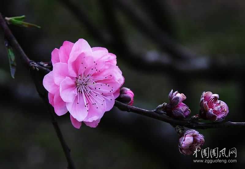 呆立桃花面前