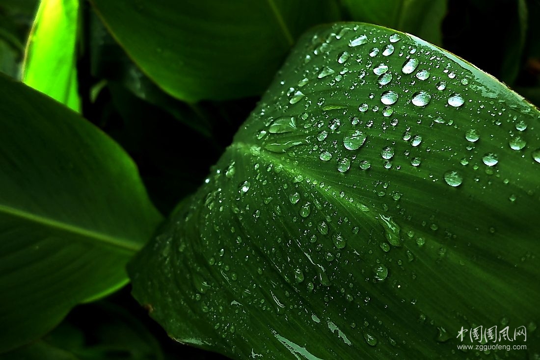 《雨对绿叶的情意》