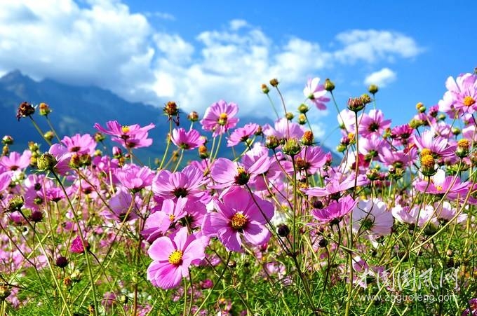 《谁割走了我的格桑花》        文/青春鸟