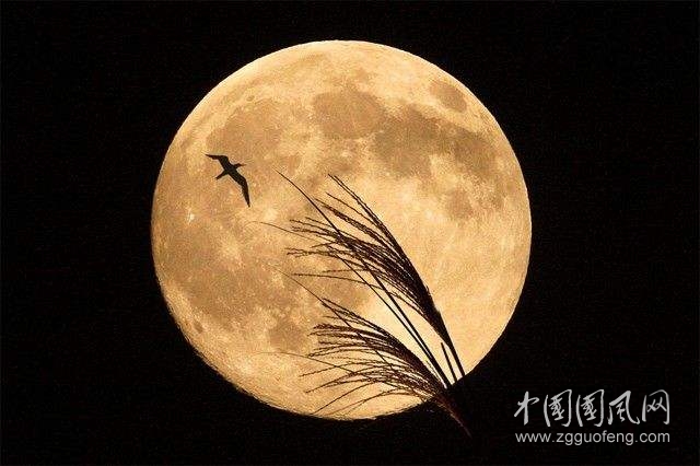 《美美的圆月亮》       文/青春鸟